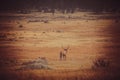 Male elk in the fall meadows of the Rocky Mountain Natinal Park Royalty Free Stock Photo