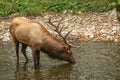 Male Elk Drinking Smoky Mountains National Park Royalty Free Stock Photo