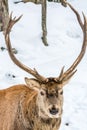 Male Elk Looking Foward for a Christmas Sleigh Ride