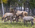 Elk Stock Photo and Image. Male Elk protecting its herd female cow in their environment and habitat surrounding. Portrait