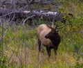 Male Elk in Rocky Mountain National Park Royalty Free Stock Photo