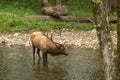 Male Elk Smoky Mountains National Park Royalty Free Stock Photo