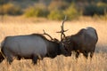 Male elk sparring Royalty Free Stock Photo