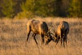 Male elk sparring Royalty Free Stock Photo