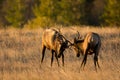 Male elk sparring Royalty Free Stock Photo