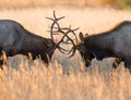 Male elk sparring Royalty Free Stock Photo