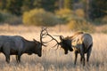 Male elk sparring Royalty Free Stock Photo