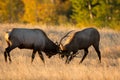 Male elk sparring Royalty Free Stock Photo