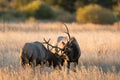 Male elk sparring Royalty Free Stock Photo