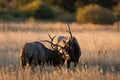 Male elk sparring Royalty Free Stock Photo