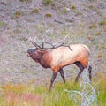 Male Elk or Wapiti calling in Grand Teton National Park.Wyoming.USA Royalty Free Stock Photo