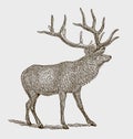 Male elk or wapiti cervus canadensis in side view