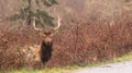 Male Elk Weathering the Rain Northern California Royalty Free Stock Photo