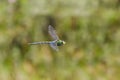 Male Emperor Dragonfly Anax imperator flying, in flight