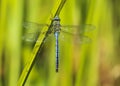 Male emperor dragonfly, Anax Imperator insect