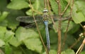 A male Emperor Dragonfly Anax imperator perched on a plant. Royalty Free Stock Photo