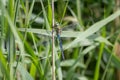 Male Emperor Dragonfly (Anax imperator) Royalty Free Stock Photo