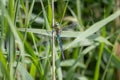 Male Emperor Dragonfly (Anax imperator)