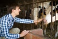 Male employee with dairy cattle in livestock farm Royalty Free Stock Photo