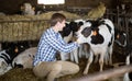 Male employee with dairy cattle in livestock farm Royalty Free Stock Photo