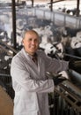 Male employee taking care of cows herd in livestock farm Royalty Free Stock Photo