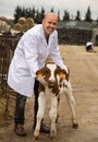 Male employee taking care of dairy herd in livestock farm Royalty Free Stock Photo