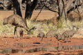 Male Emu and chicks Royalty Free Stock Photo