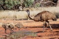 Male Emu and chicks Royalty Free Stock Photo