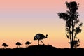 Male emu with chicks and gum tree in the sunset Royalty Free Stock Photo