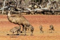 Male Emu and chicks Royalty Free Stock Photo