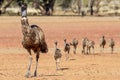 Male Emu and chicks Royalty Free Stock Photo