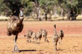 Male Emu and chicks Royalty Free Stock Photo