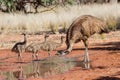 Male Emu and chicks Royalty Free Stock Photo