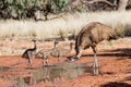 Male Emu Royalty Free Stock Photo