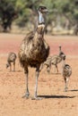 Male Emu Royalty Free Stock Photo