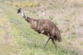 Male Emu Royalty Free Stock Photo