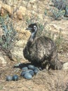 Male Emu sitting on eggs Royalty Free Stock Photo