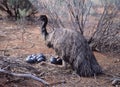 Male Emu Royalty Free Stock Photo