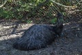 Male emu sitting on a nest of eggs. Royalty Free Stock Photo