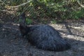 Male emu sitting on a nest of eggs. Royalty Free Stock Photo