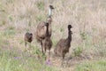 Male Emu Royalty Free Stock Photo