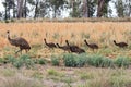 Male Emu with chicks Royalty Free Stock Photo