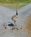 Male Emu walking with his baby chicks Royalty Free Stock Photo
