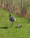 Male Emu walking with his baby chicks Royalty Free Stock Photo