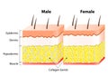 Male end female Skin. Structure and Different