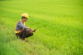 Male engineer worker wearing protective wear sitting check by using tablet on green rice fields in the background Royalty Free Stock Photo