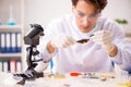 The male entomologist working in the lab on new species