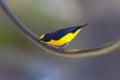 Male Euphony bird perched on a wire