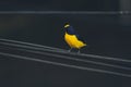 Male Euphony bird perched on a wire