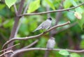 The male Eurasian blackcap